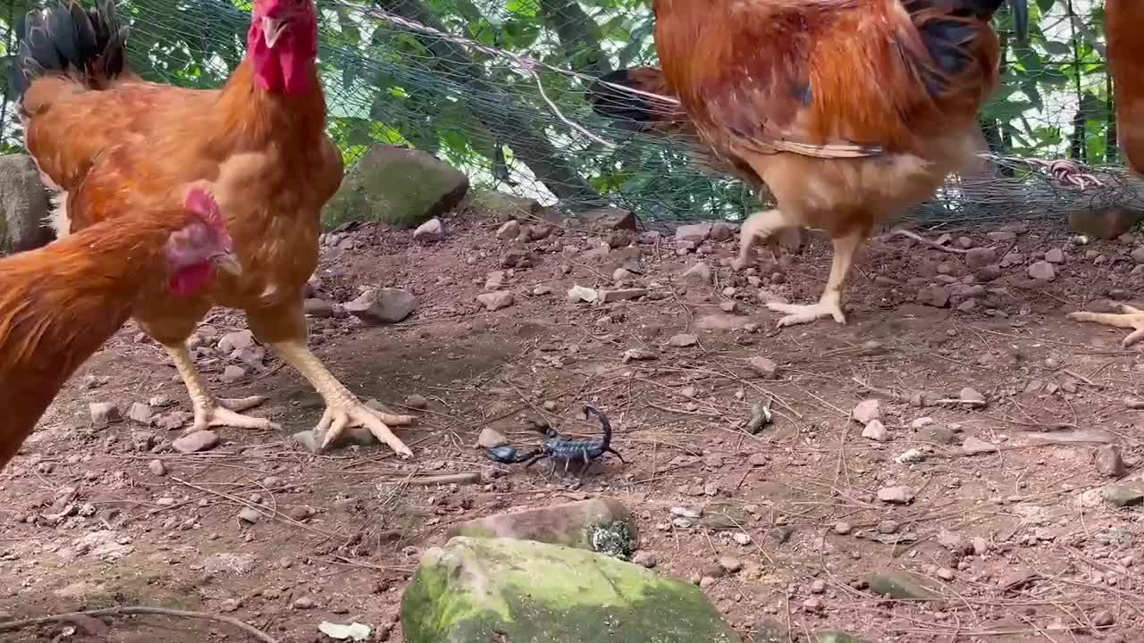 把剧毒的蝎子丢进鸡群不到2秒鸡直接失控