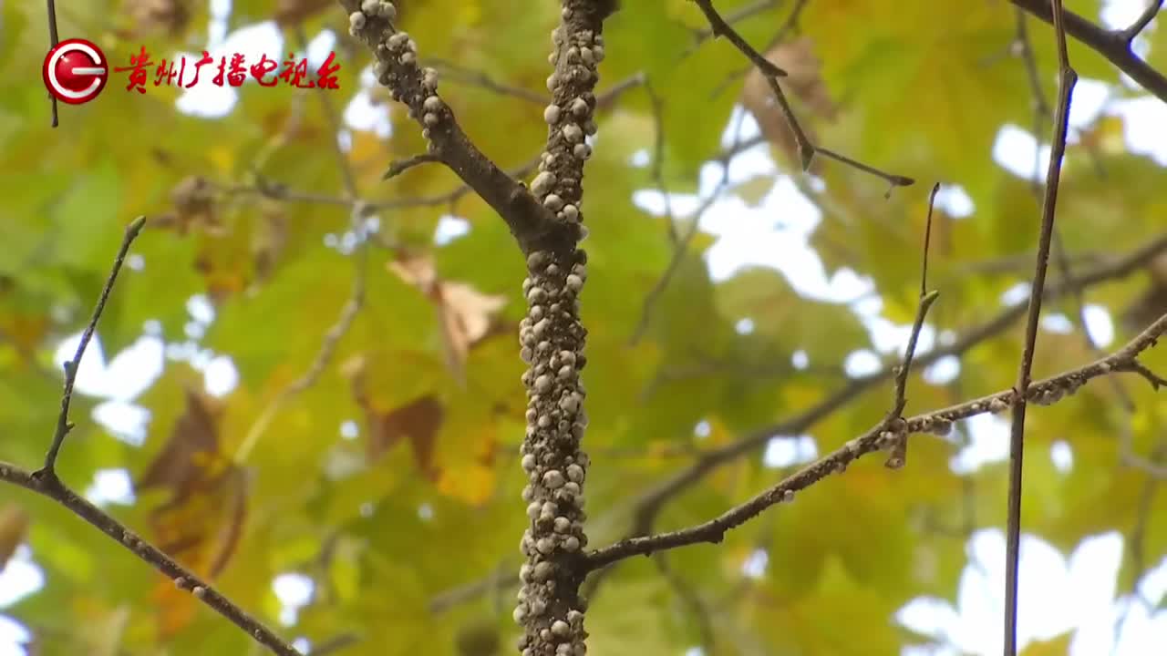 贵阳此处的梧桐树上出现大量白色斑点!密密麻麻究竟是啥?__财经头条