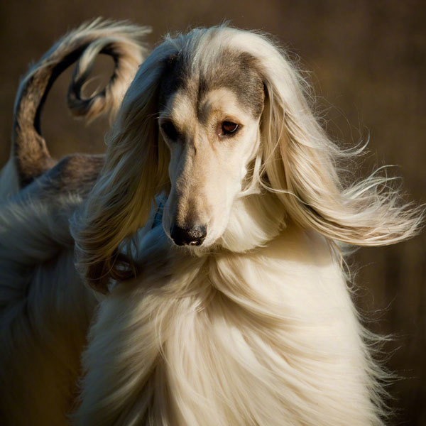 长发飘飘的阿富汗猎犬美到令人怦然心动