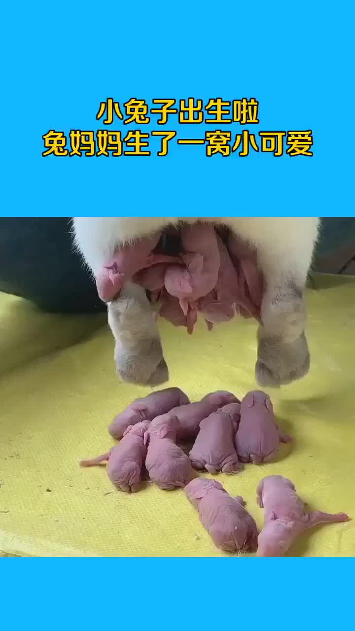 小兔子出生啦,兔妈妈生了一窝小可爱