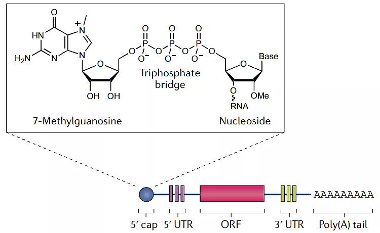 一文了解mRNA疫苗设计与工艺、递送系统及关键挑战__财经头条