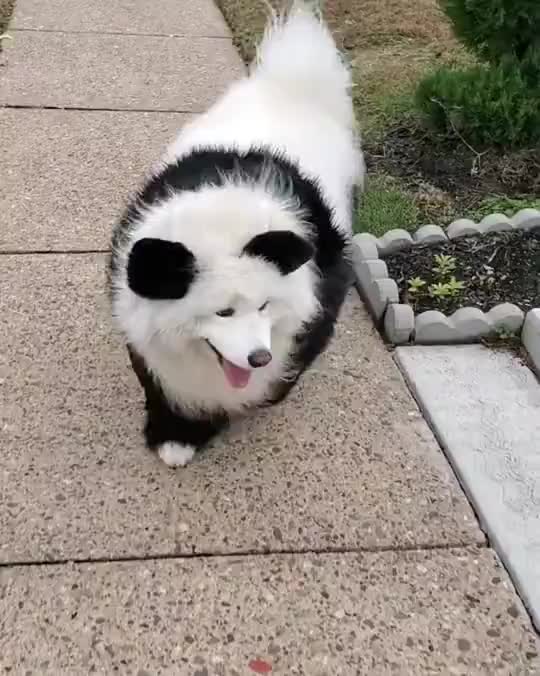 谁不想拥有一只萨摩耶熊猫呢
