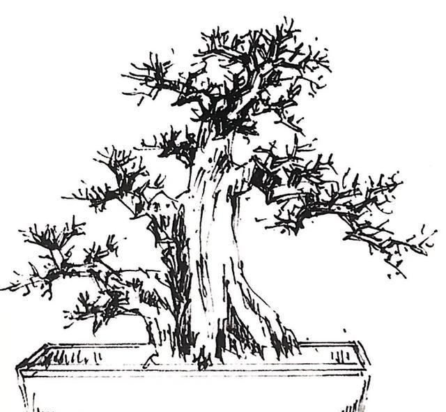 朴树盆景造型门槛有多高看看设计案例自然心中有数