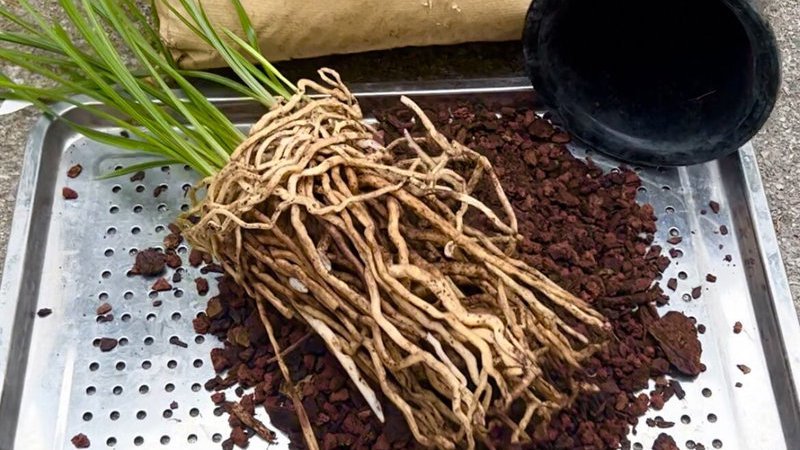养兰花,要重视菌根的培育,这几点影响菌根的生长|菌根|兰花|兰株|土壤|繁殖体_新浪新闻