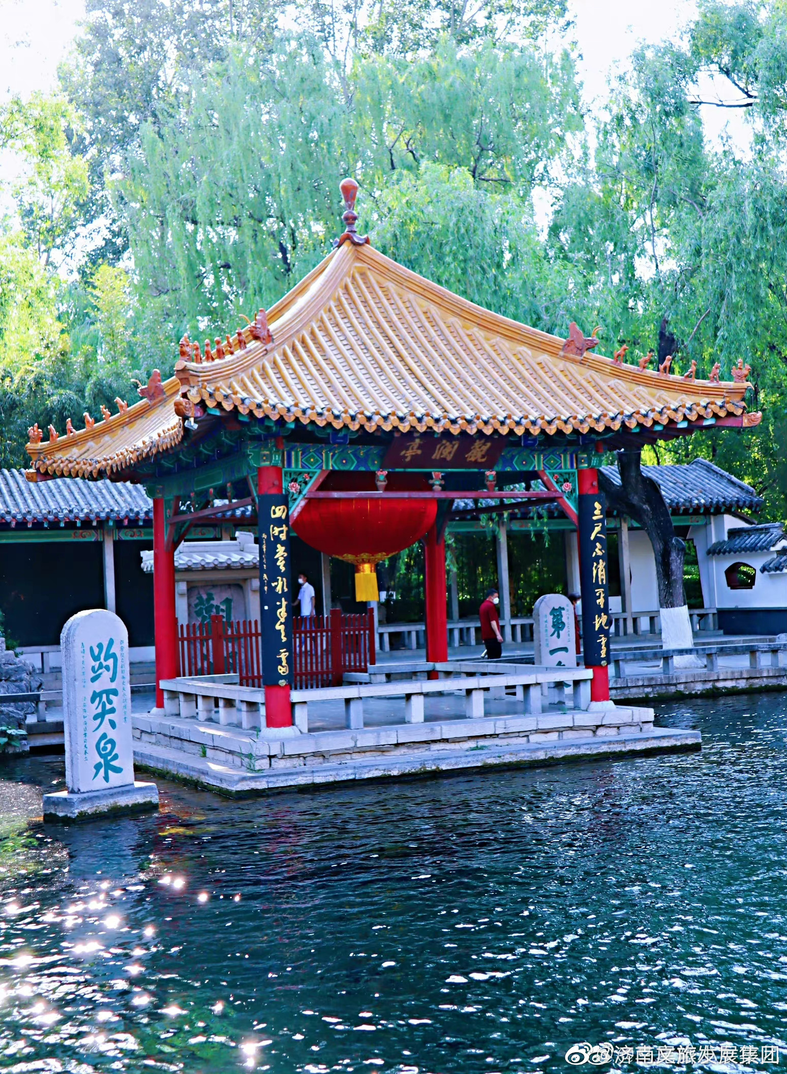 初夏的济南趵突泉满眼的绿色和嫩芽超级治愈