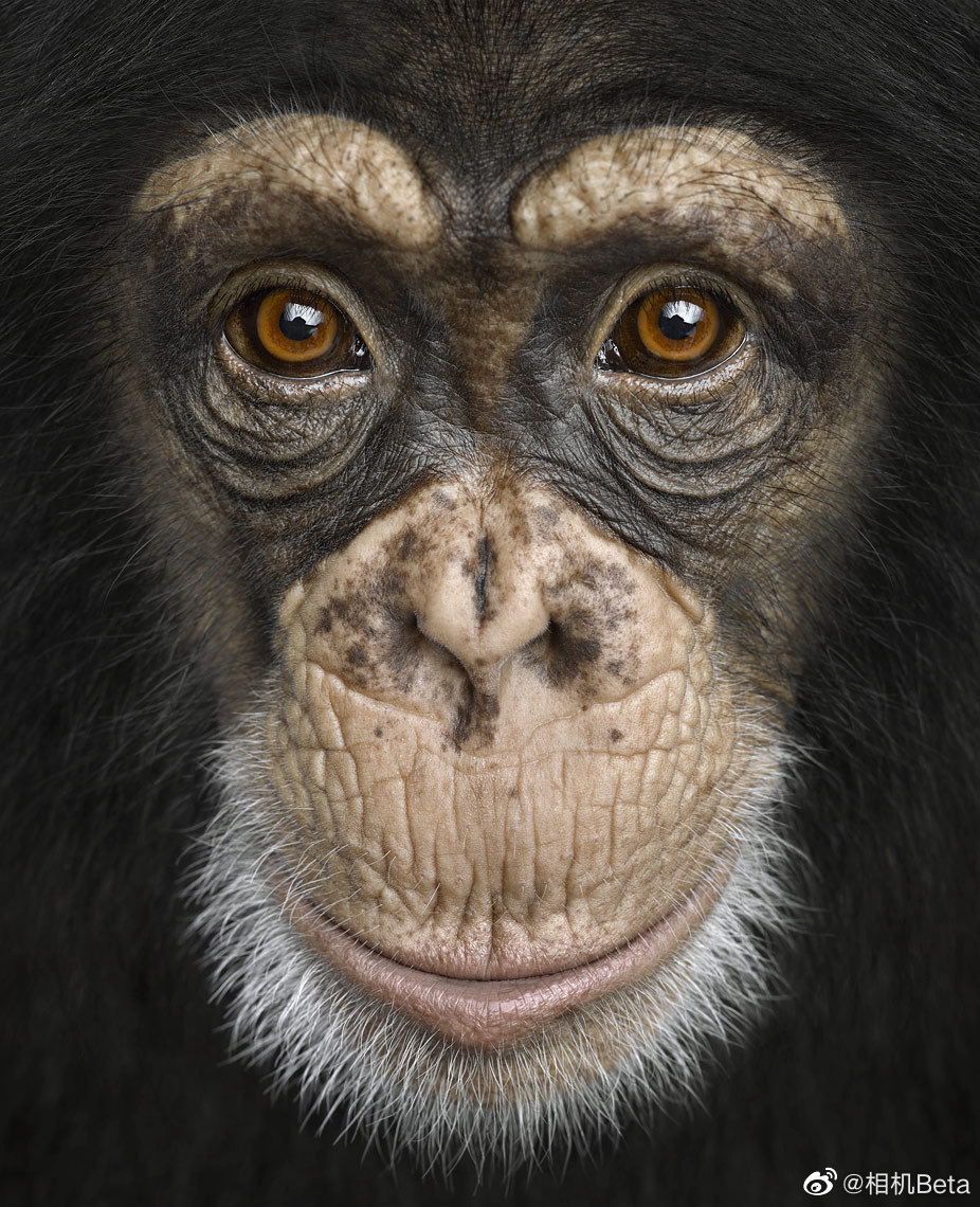 美国摄影师bradwilson非常喜欢拍摄野生动物的肖像照