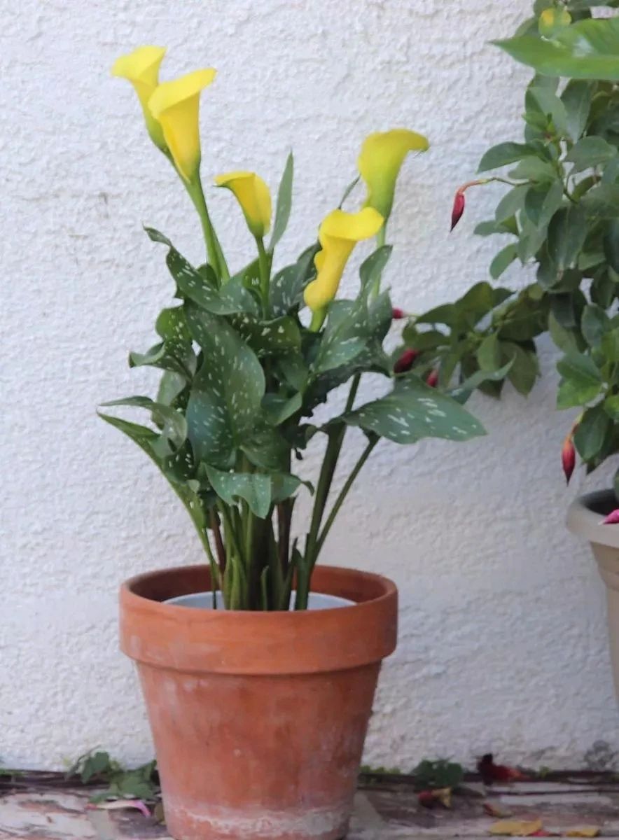 这12种适合养在炎热处的鳞茎花卉,夏秋季节花开不断