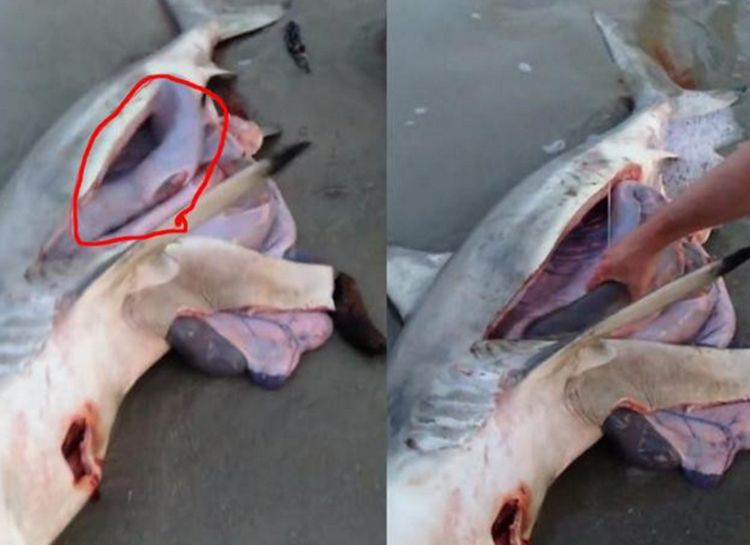 鲨鱼搁浅岸边不幸死亡男子剖开肚子后眼前一幕让他心疼