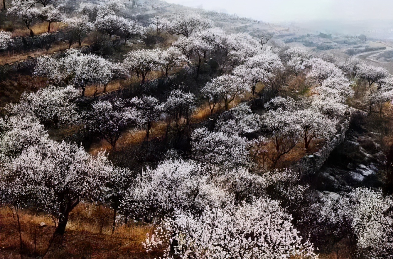 2021博山第五届杏花节来啦!满山春色秀,杏花迎客来!