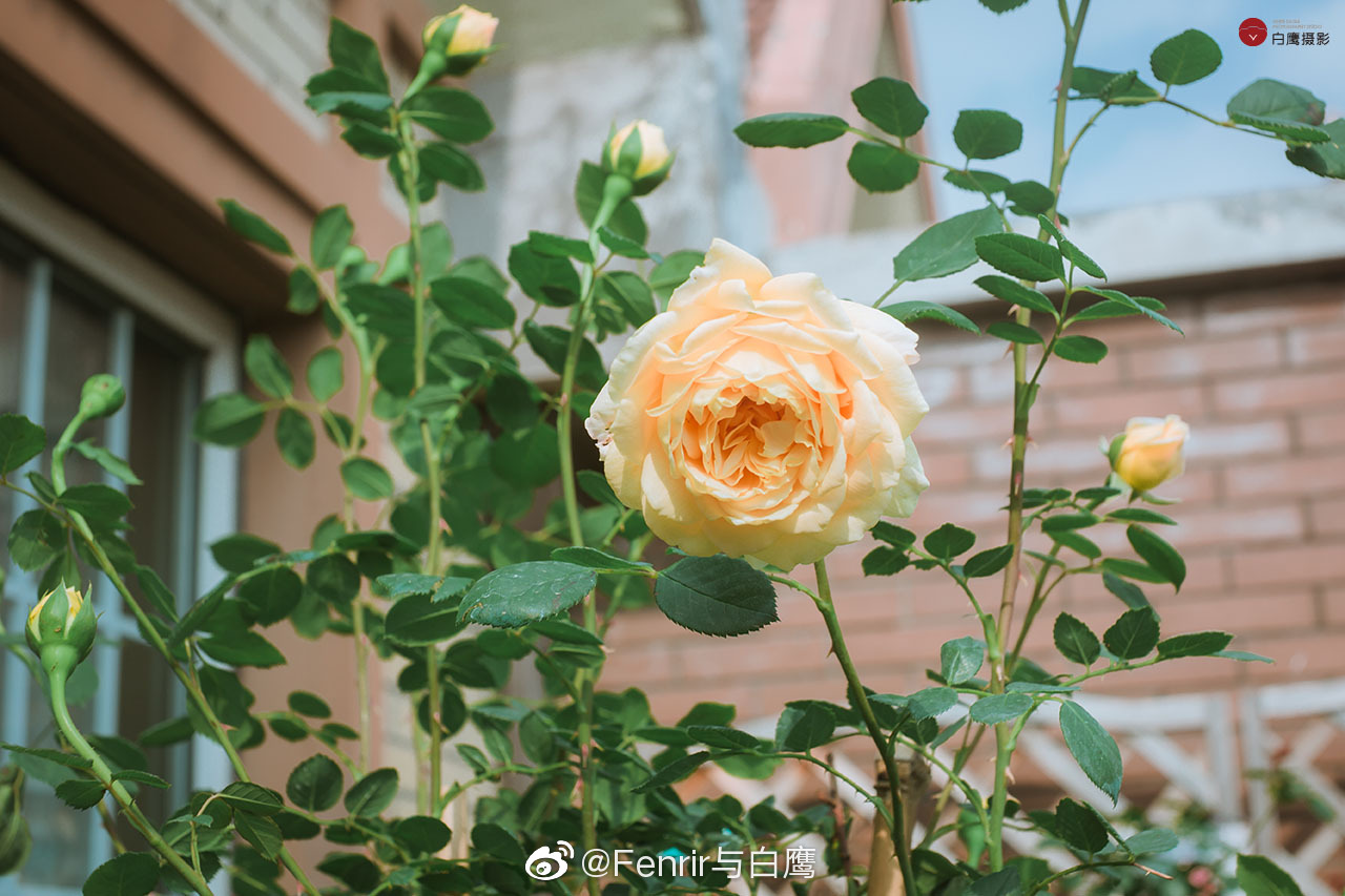工作室花园月季花开了 月季花墙过几天也要开出来 尽快预定 工作室花园月季花开了 月季花墙过几天也要开出来 尽快预定
