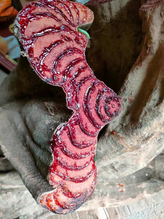 野生鸡血藤中药材正宗广西深山百年老藤煲汤泡酒煮水调理月经养生