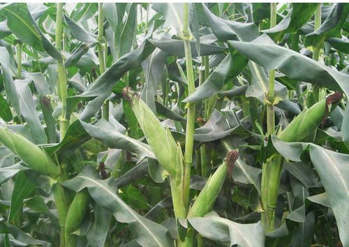 如果把春玉米的播种时间提前会对产量有影响吗|玉米