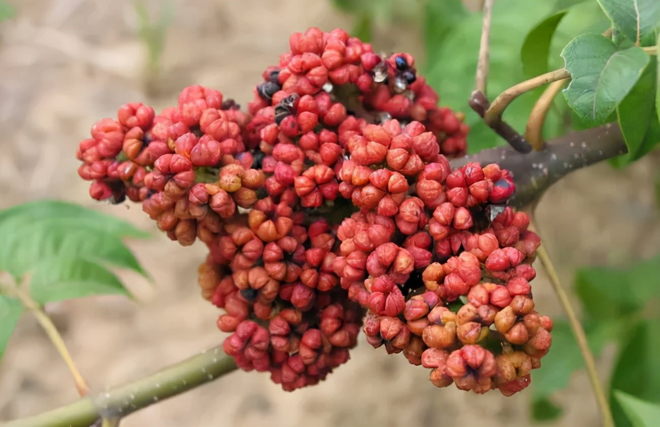 中药故事重阳节聊聊吴茱萸的传说