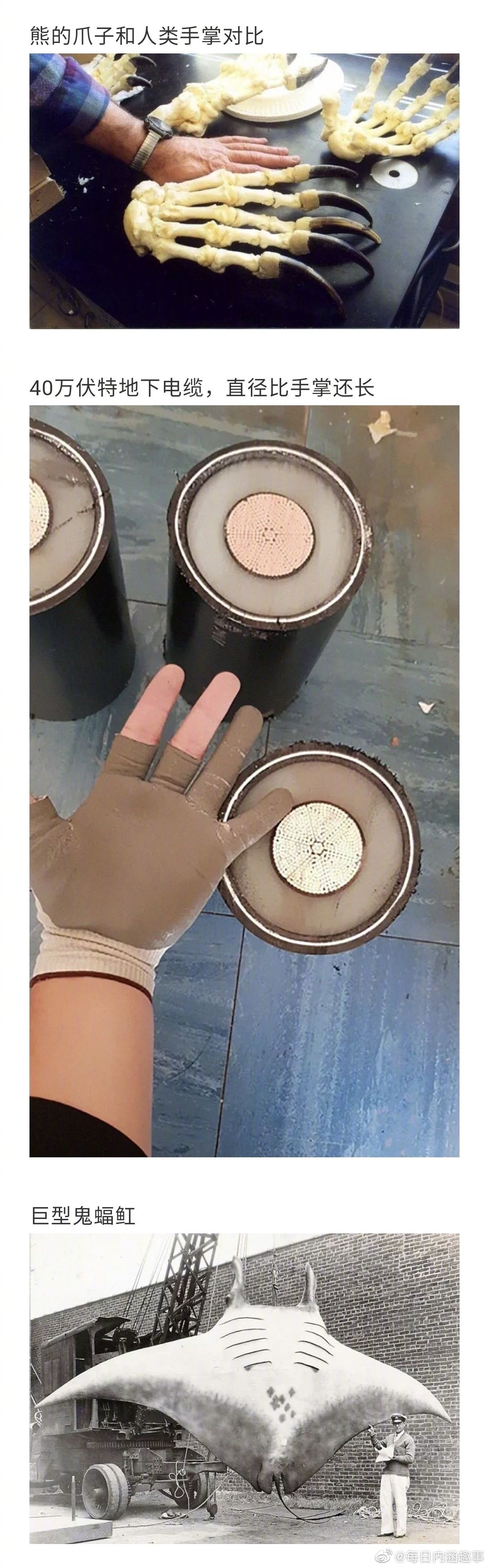 比你想象中还要大的东西！看完直呼好家伙...__财经头条