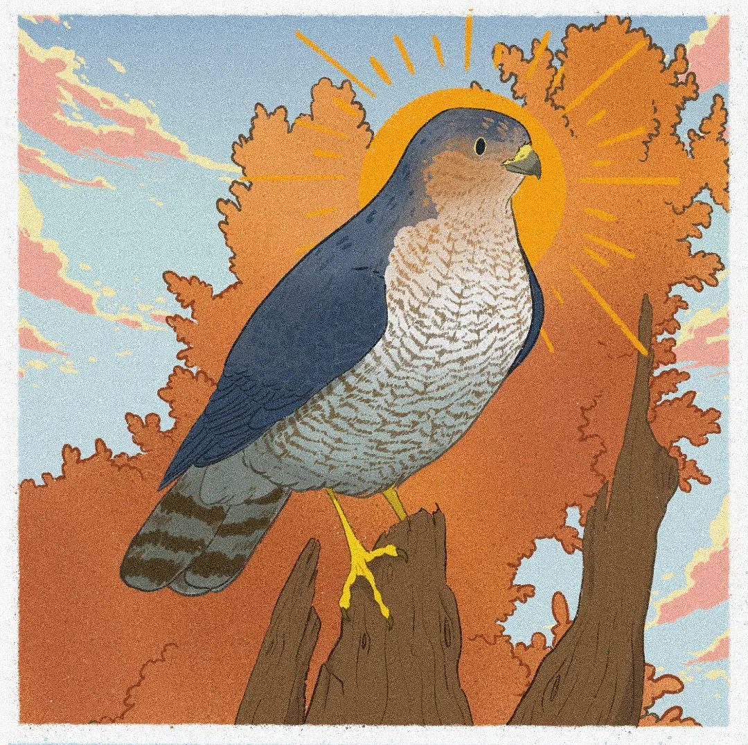 设计师mooncatsandsparrows用画笔记录下不同地域飞禽鸟兽__财经头条