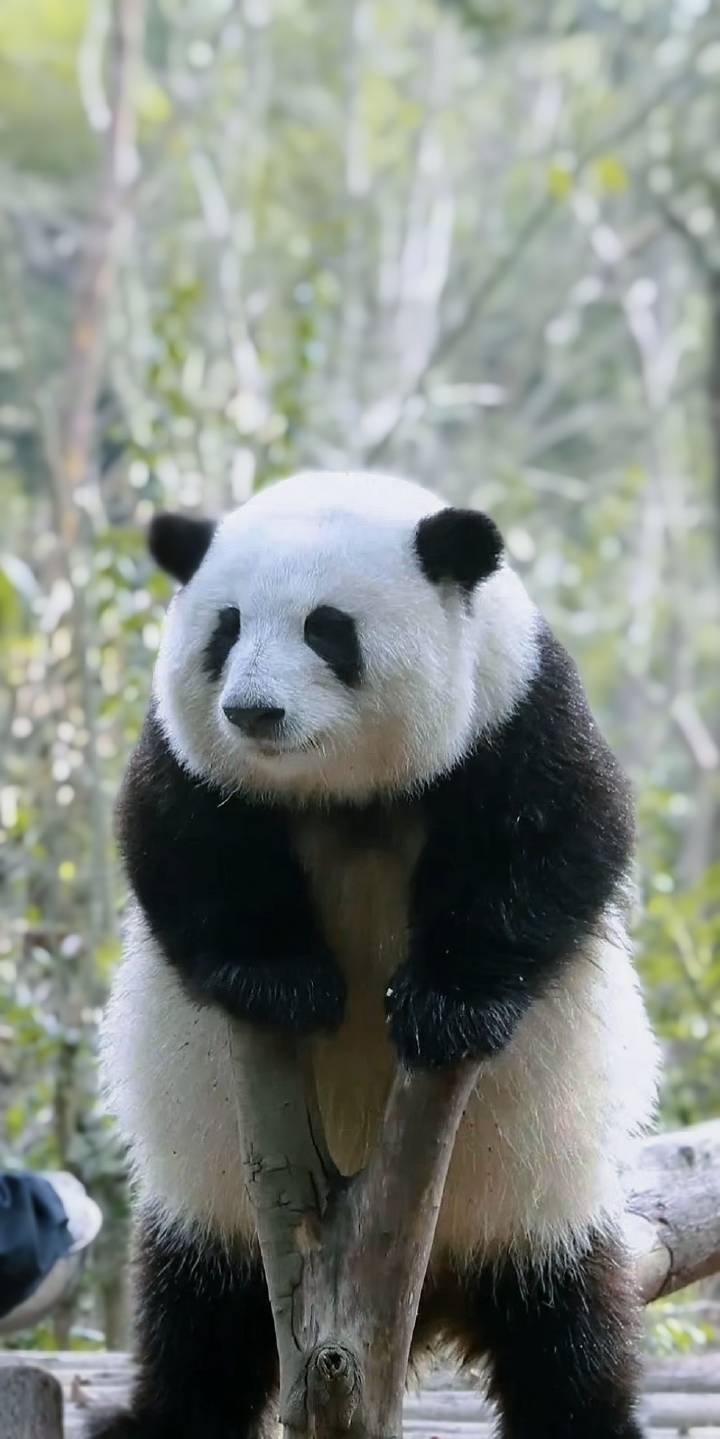 圆滚滚好可爱啊_高清图集_新浪网