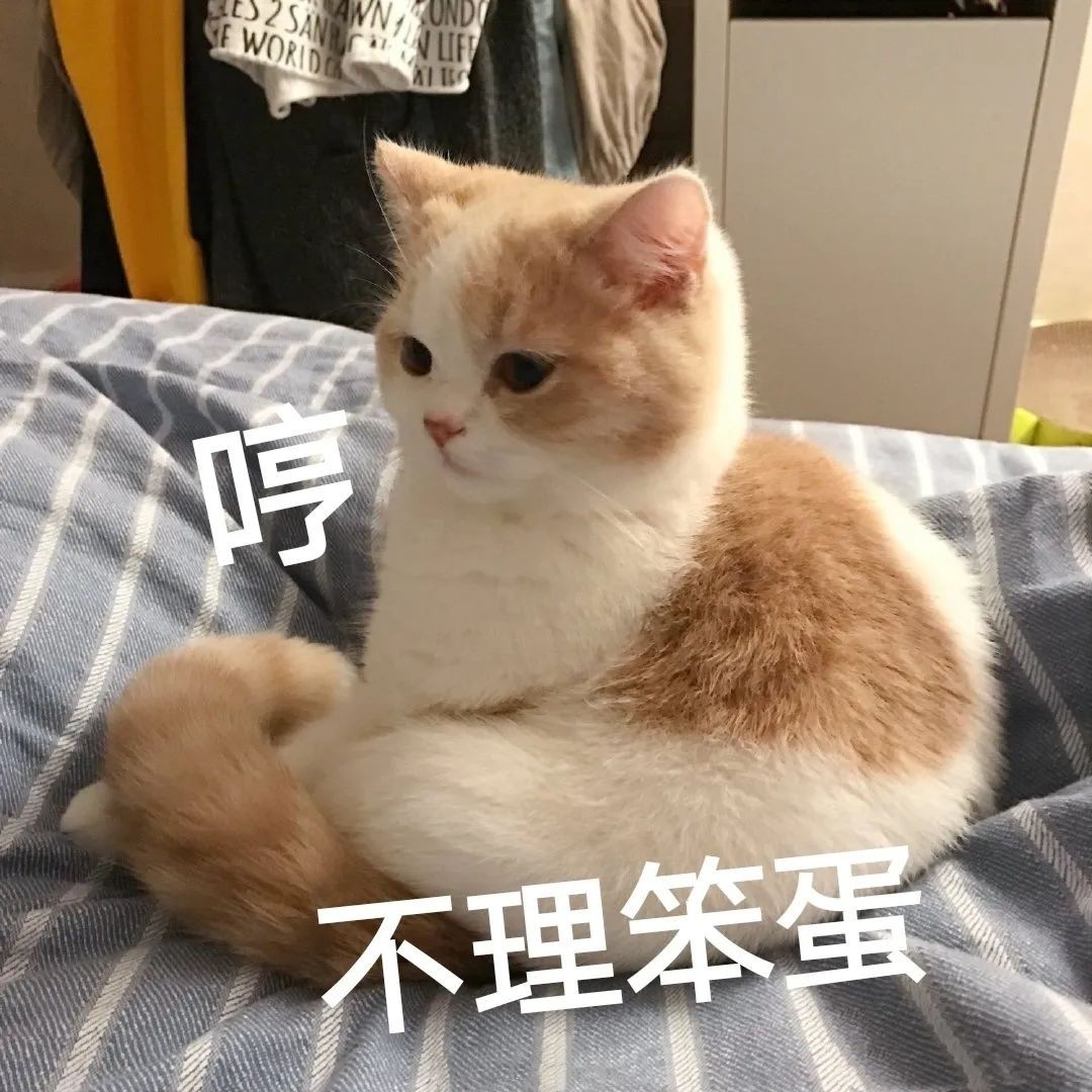 可爱猫咪表情包