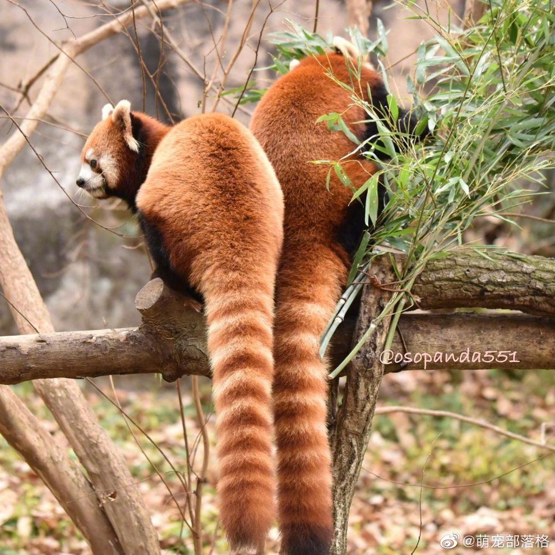 可恶(〃>皿 )小熊猫这毛绒绒的大尾巴……__财经头条
