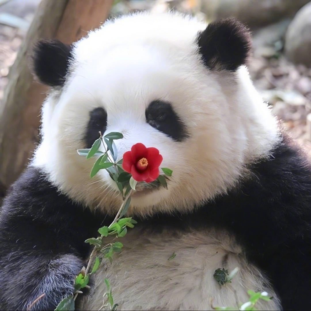 踩凳、上树……为看大熊猫顶流“花花”，能有多疯狂？网友呼吁文明观“花”丨大河看见-大河新闻