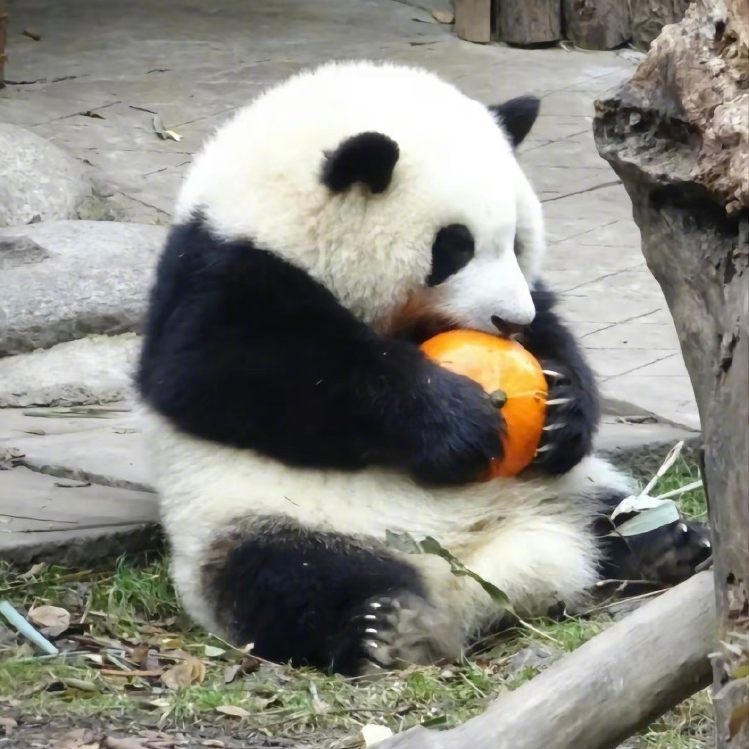 成都大熊猫基地好玩么？