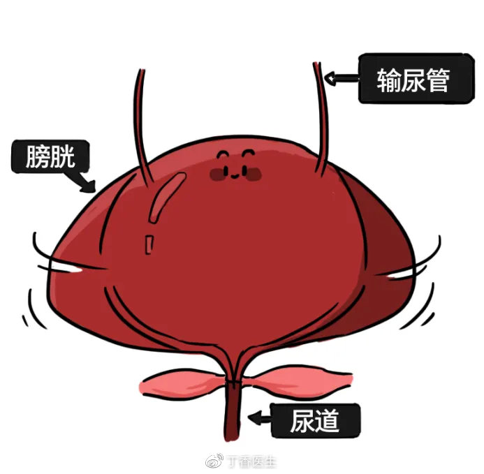 不停蓄积尿液就像个有弹性的大水袋膀胱往下走,进入膀胱尿液随两根输