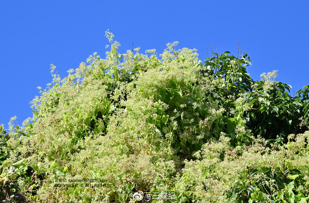 臭名昭著的入侵物种薇甘菊,破坏力可见一斑……_高清图集_新浪网