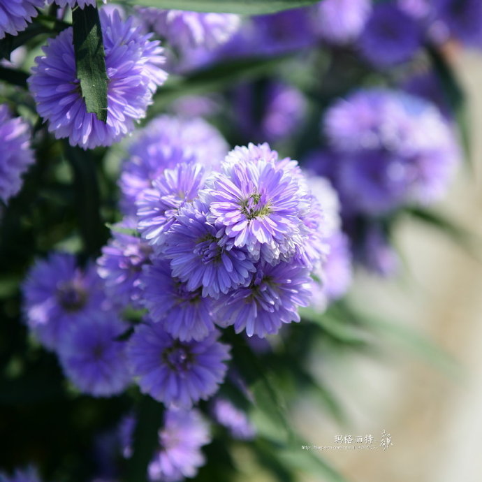 蓝紫色荷兰菊,喜欢这个色彩__财经头条
