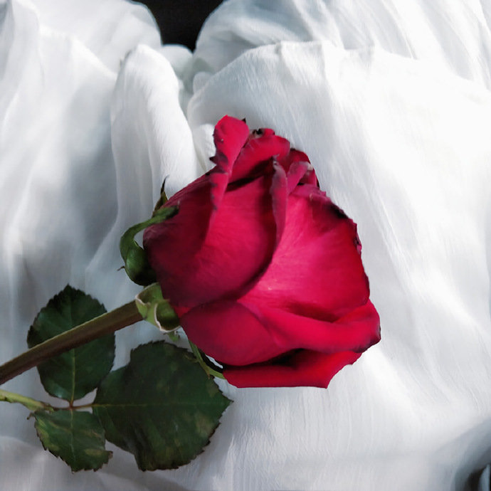 一些浪漫的玫瑰背景图