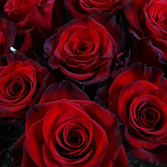 一些浪漫的玫瑰背景图