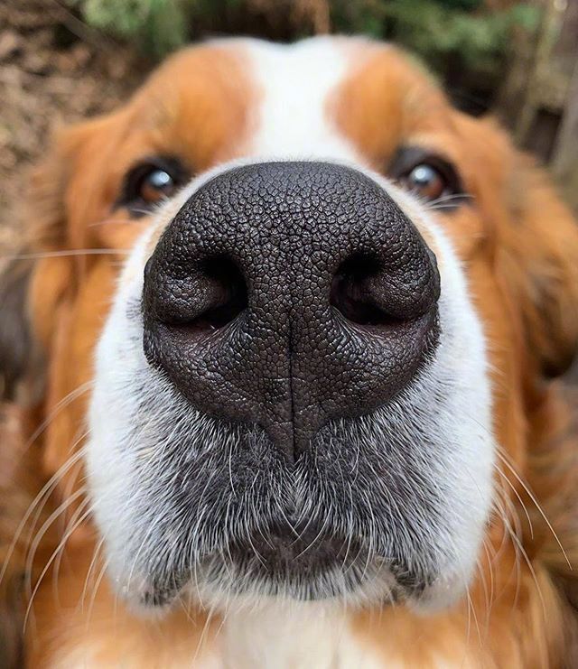 分享狗子的大鼻头照这个角度看起来的狗狗
