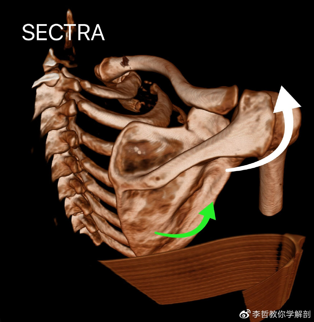上肢在人体动作的非凡意义---本文图片均为sectra真人三维重建