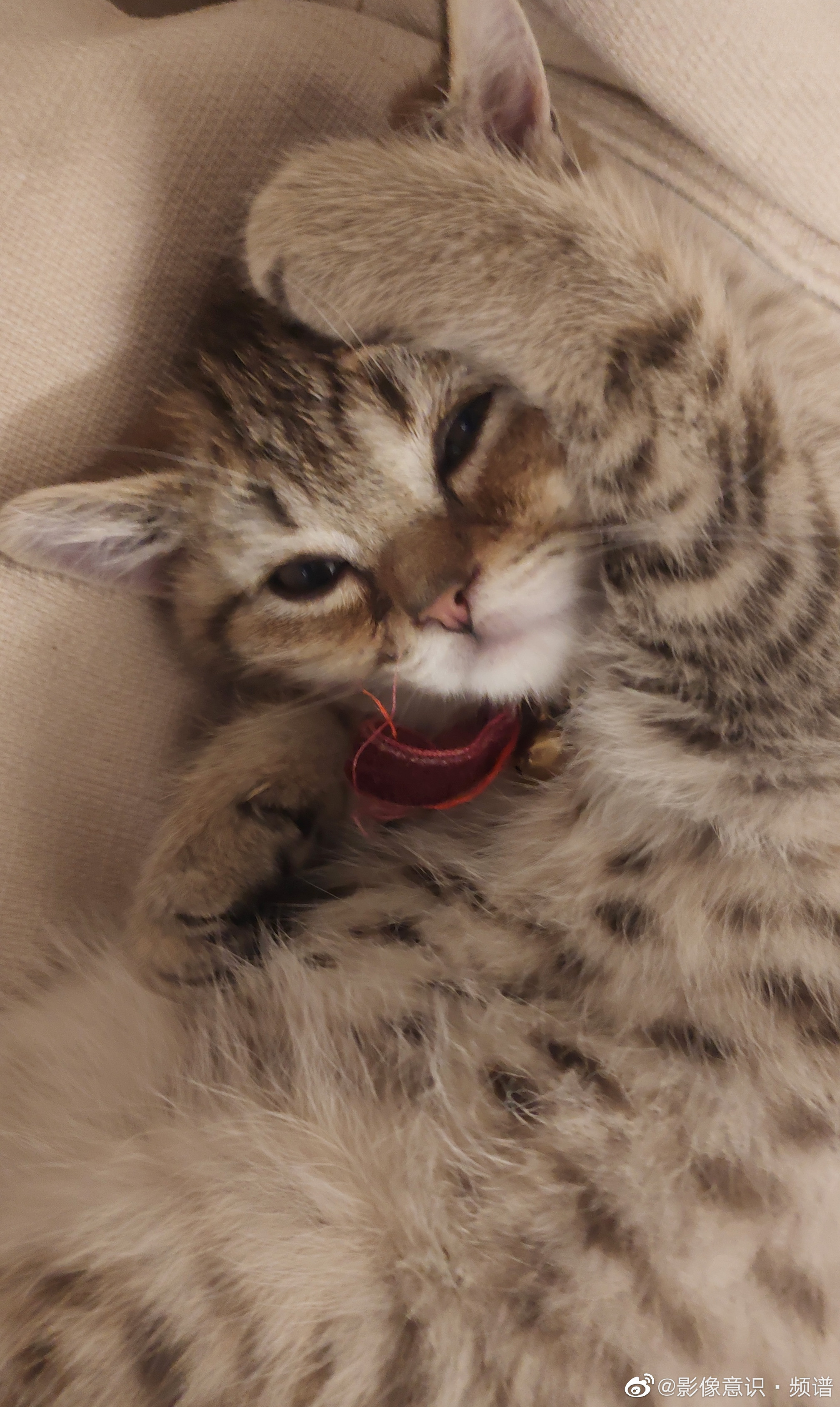 猫儿的舒服姿势