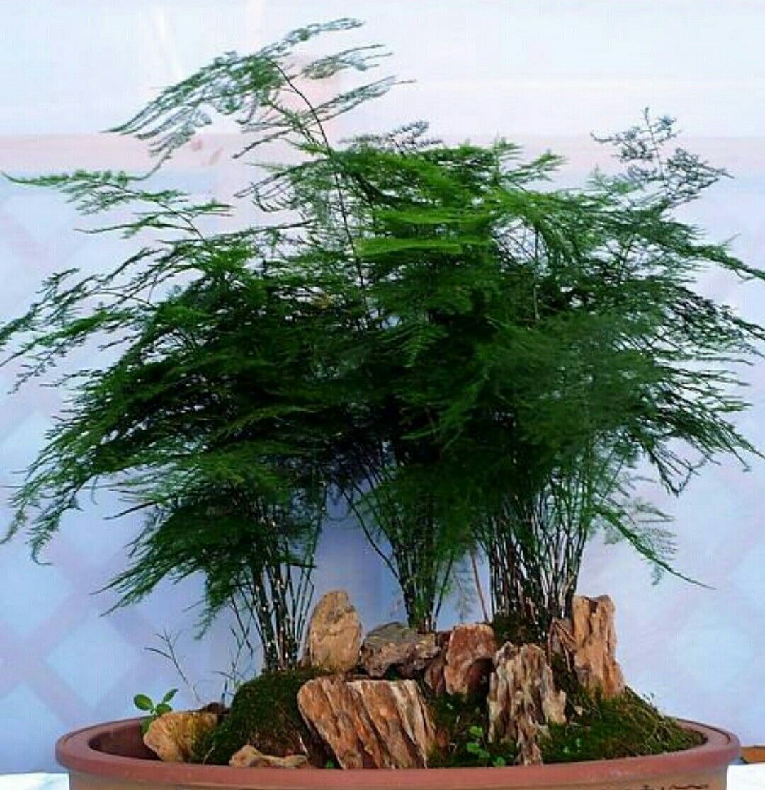 养盆栽文竹,为它做好3个事项,才能保持优美树形!