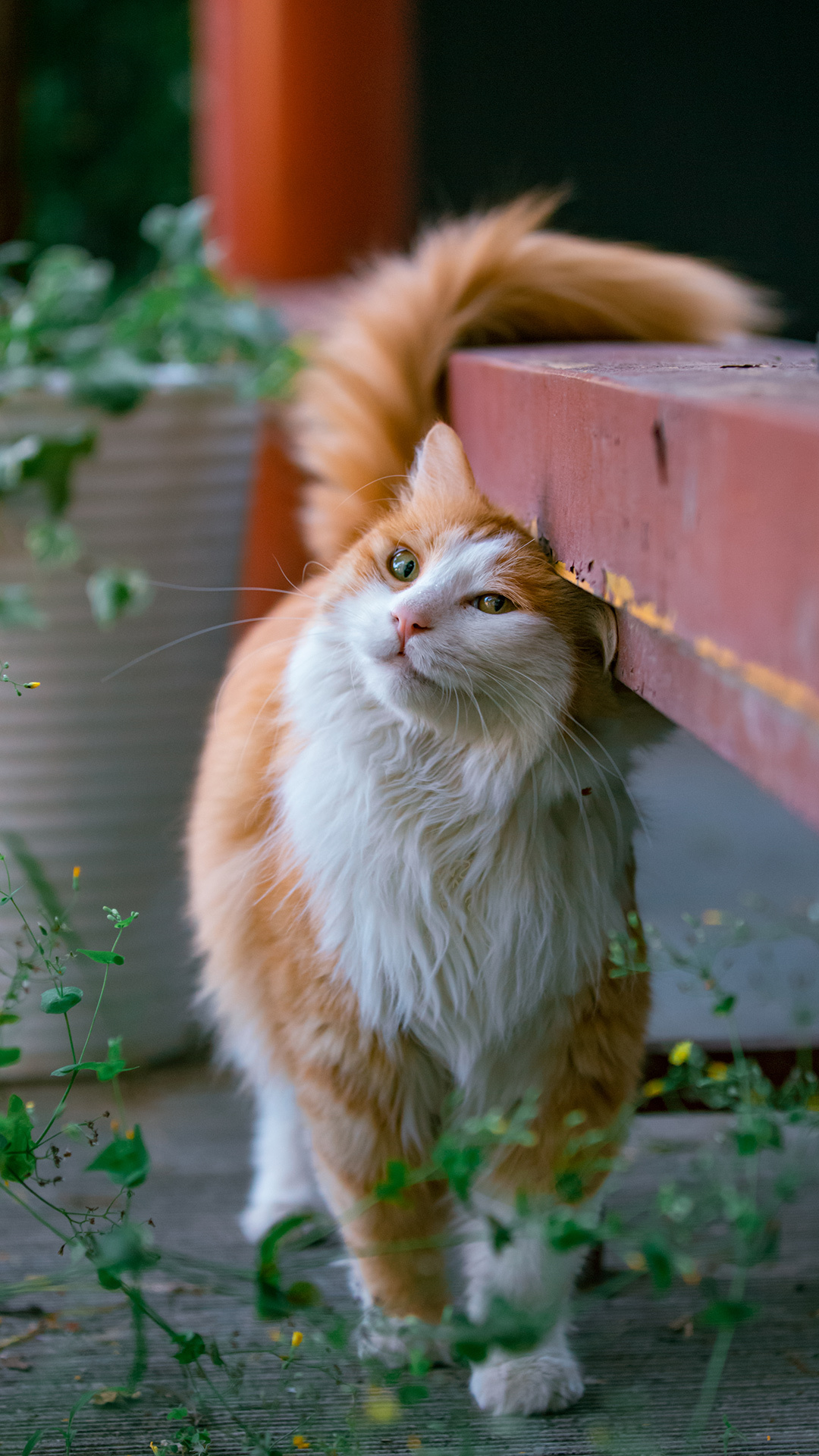 美橘4格 去年5月拍自 玫瑰花园有猫猫