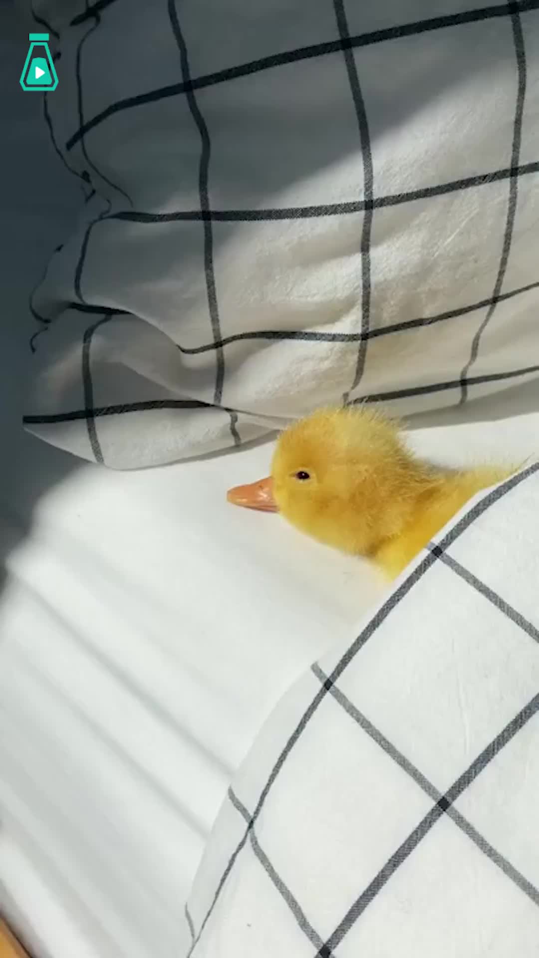 在阳光下睡觉的小鸭子,慵懒的画面太治愈了