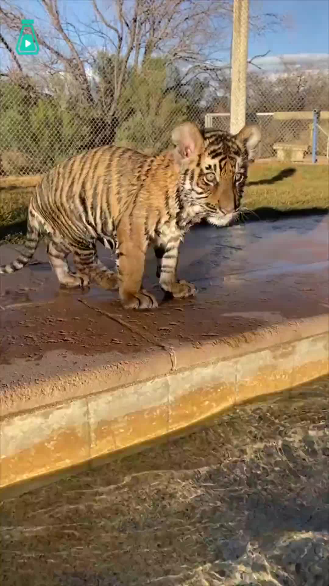 奶凶奶凶的小老虎咆哮,这声音只想让人抱住猛吸啊