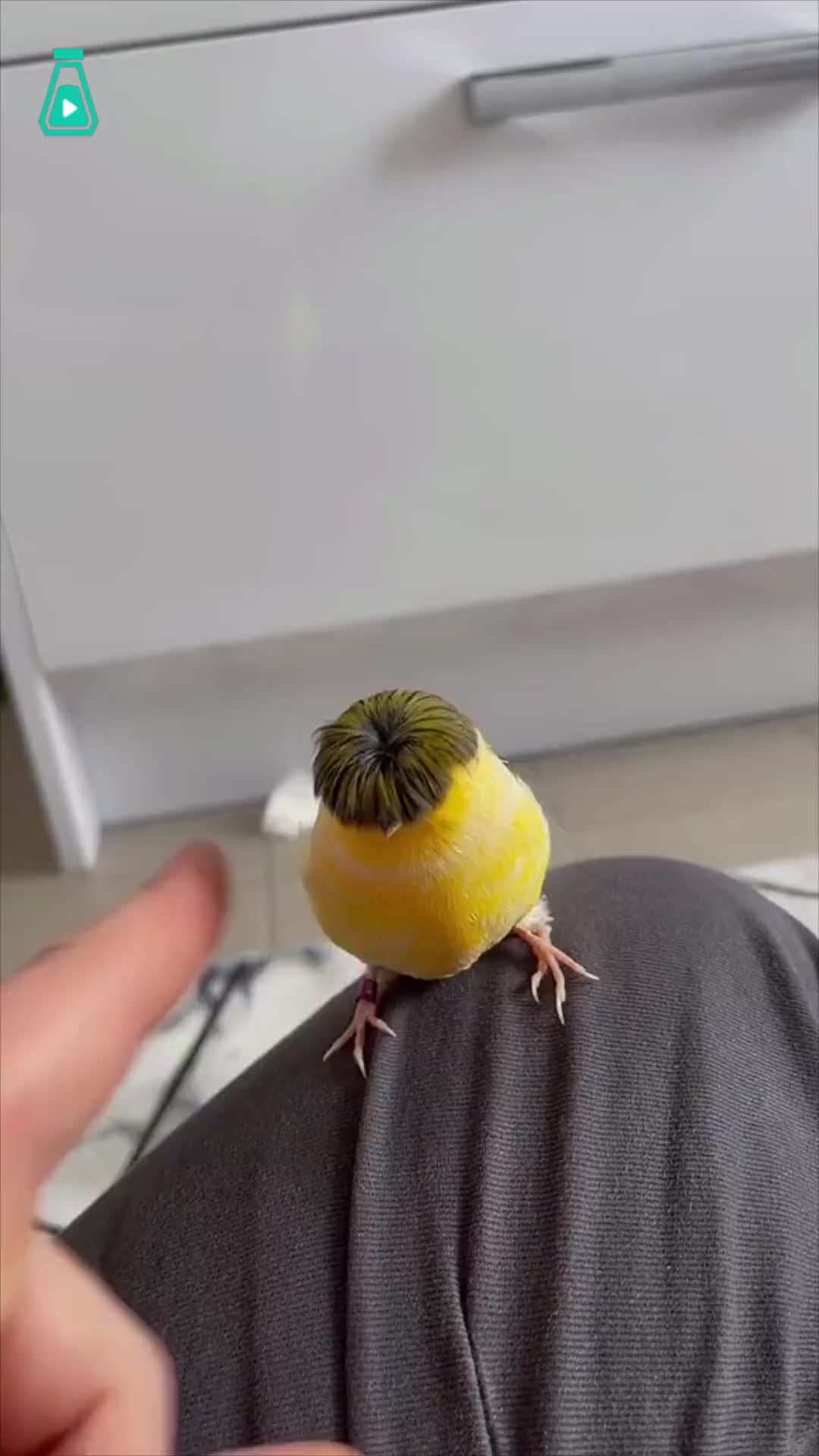 顶着西瓜头的凤头金丝雀,这发型也太喜感了__财经头条