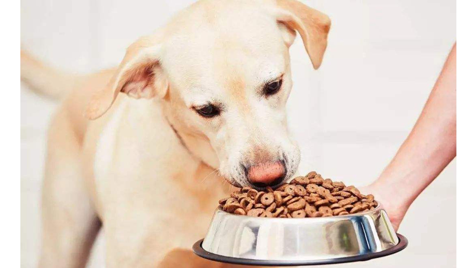 狗狗吃播来啦!吧唧嘴嚼食物的声音听起来超满足!