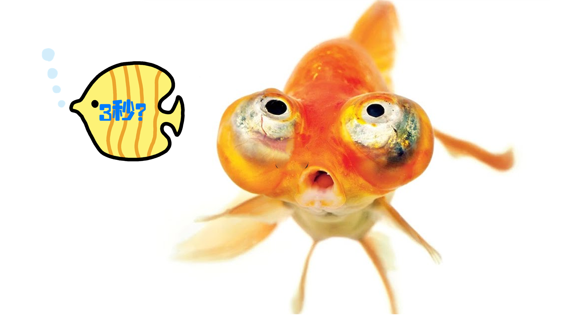 金鱼记忆真的只有3秒吗记住这一招会让金鱼更快乐