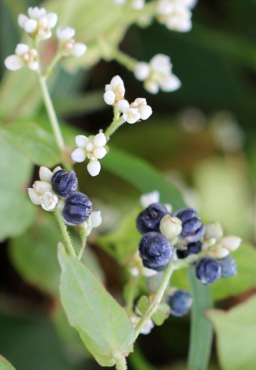 火炭母,你们有人吃过这个吗?