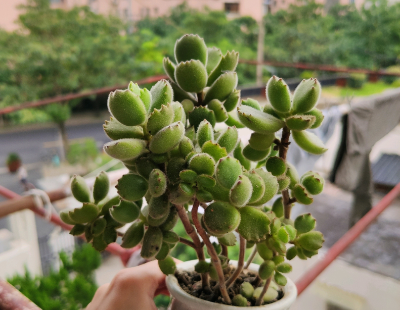 多肉熊童子长得慢别误解它春天做好5件事小熊蹭蹭变大熊