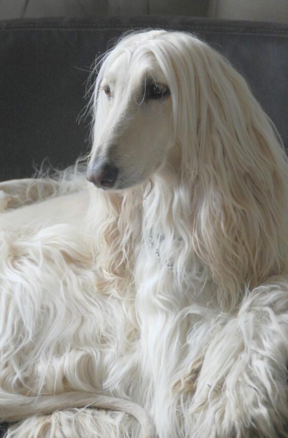 长发飘飘的阿富汗猎犬美到令人怦然心动