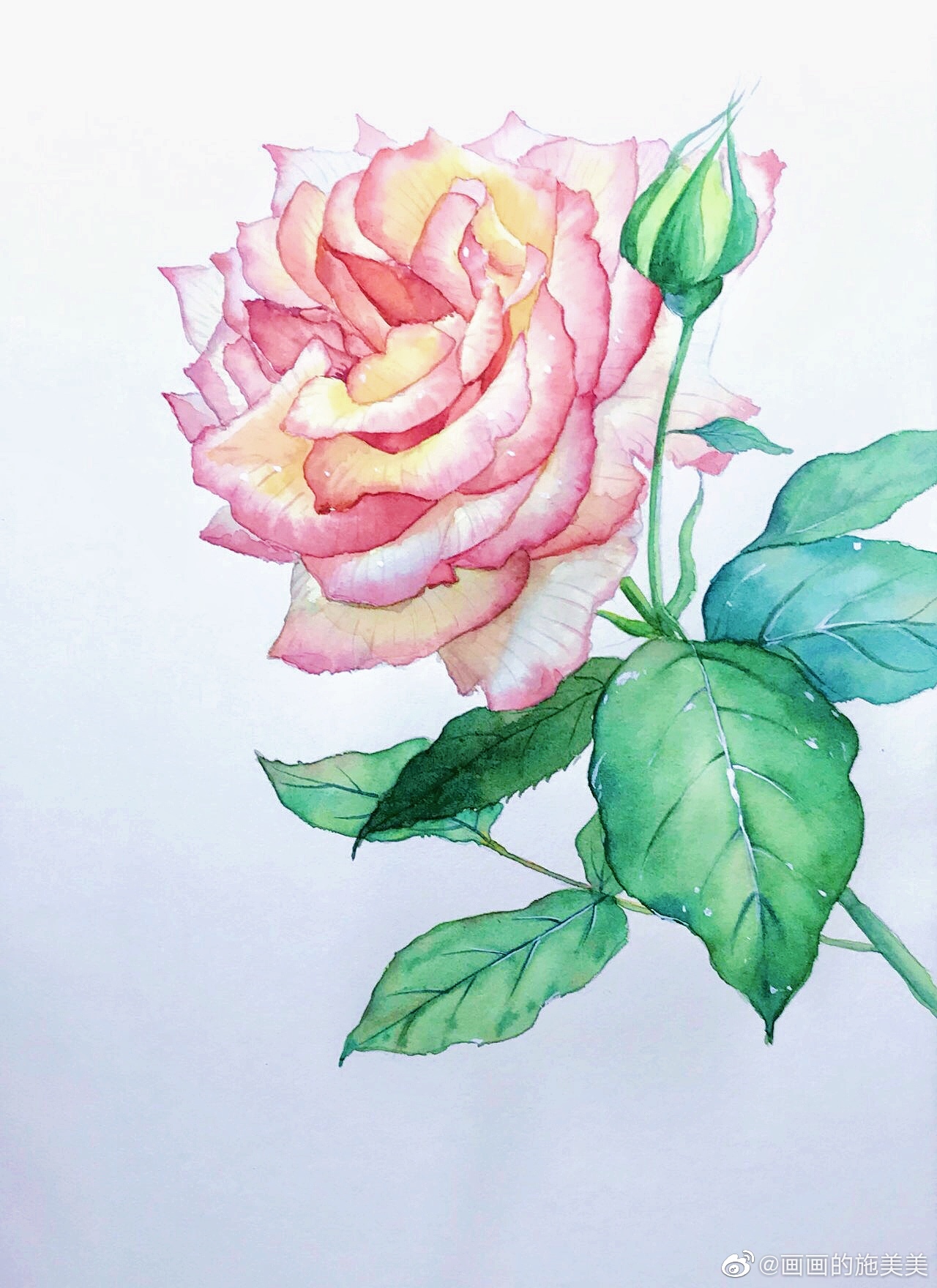 花卉过程图 | 作者:@画画的施美美