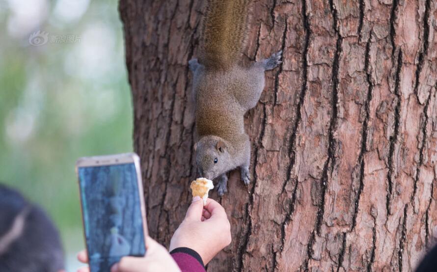 不能让过度投喂伤害野生动物