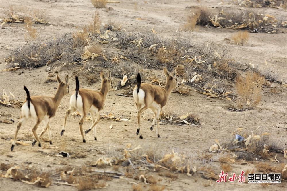 野生黄羊撒欢民勤腾格里沙漠|甘肃|中心|版权保护_新浪新闻