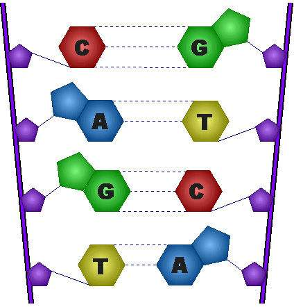 碱基配对详细图来源丨网络再精密的仪器也会出现错误,即使是dna复制