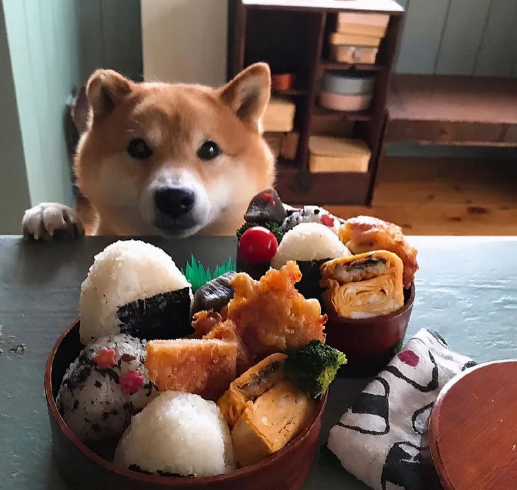 狗狗|食物|狗子_新浪新闻