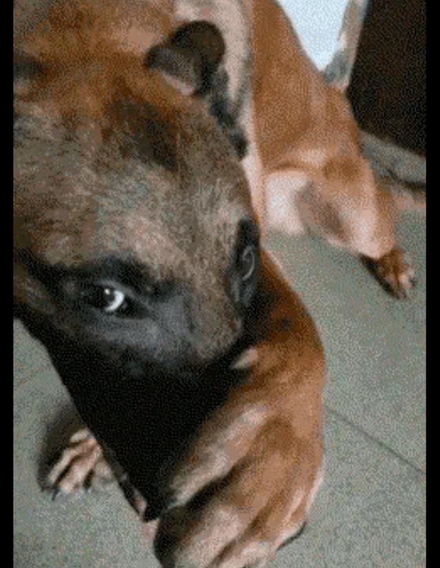 主人把臭鞋子给狗狗闻它马上用爪子捂住自己的鼻子太臭了啊