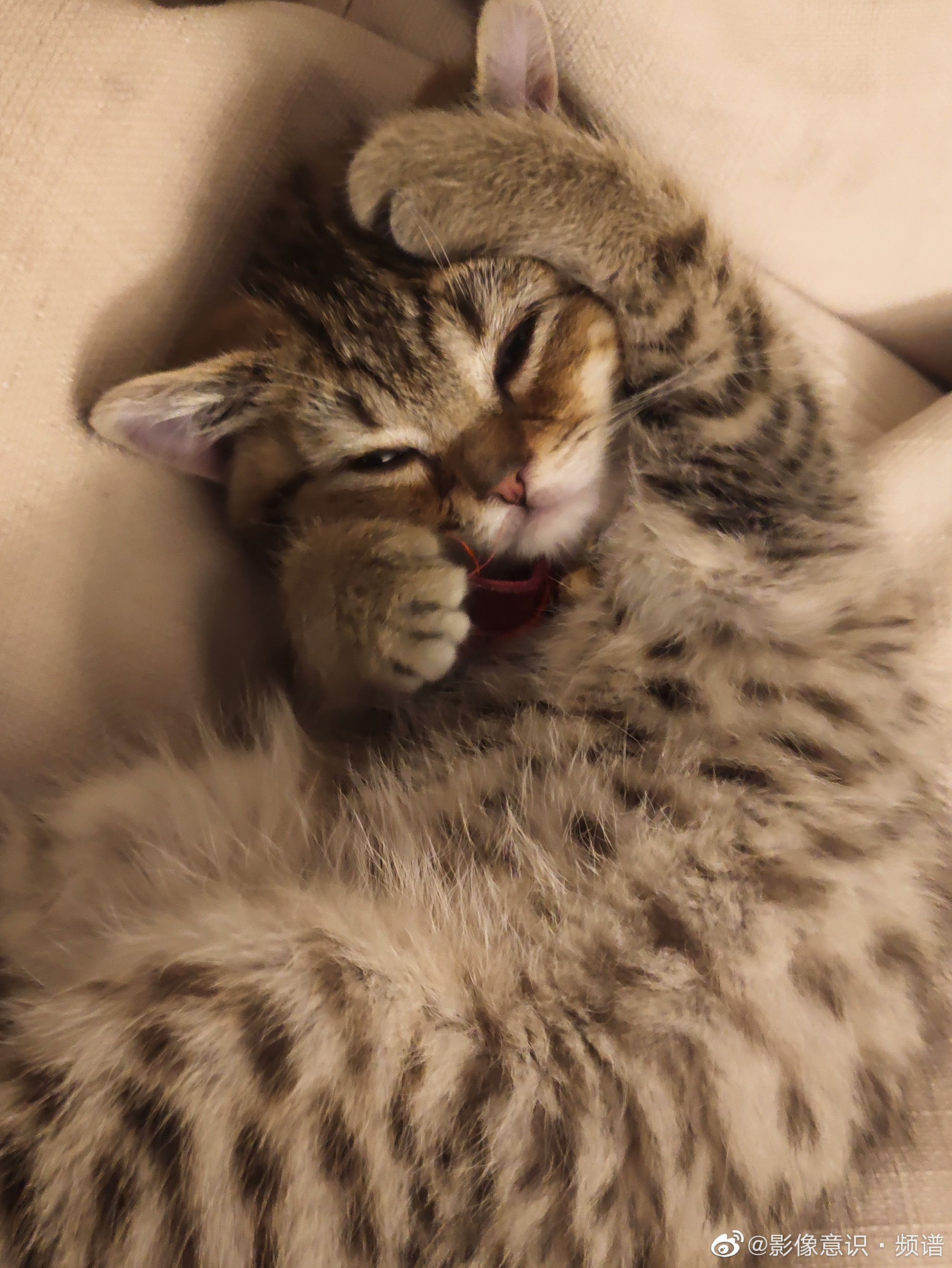 猫儿的舒服姿势 .__财经头条