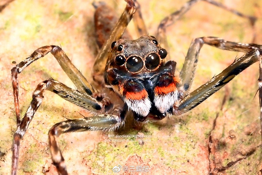 背侧面都其貌不扬的蜘蛛,抬脸就有惊喜……_高清图集_新浪网